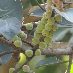 Ficus amplissima Indian Bat Tree & Fig Pimpri Pipri Pipali 100_Seeds image 2
