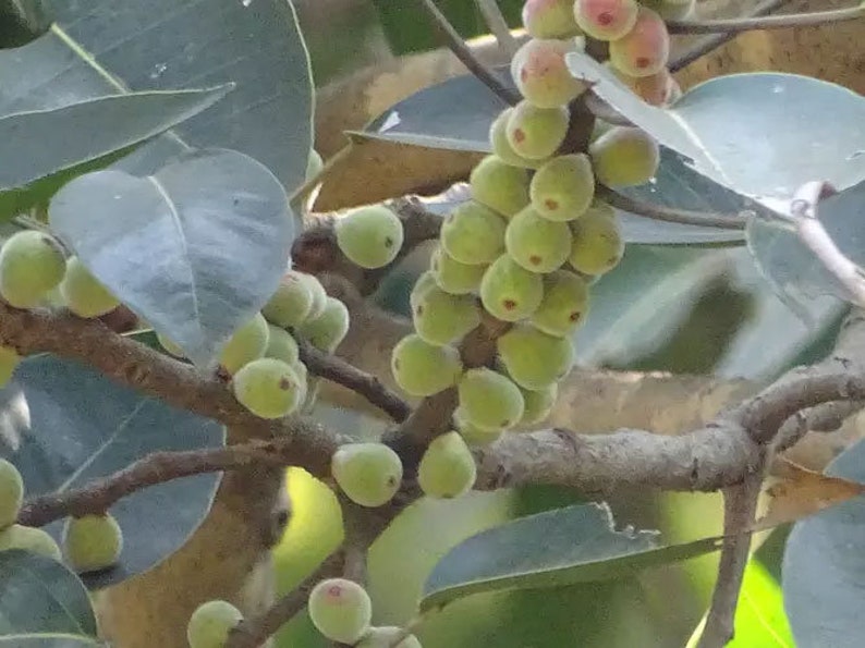 Ficus amplissima Indian Bat Tree & Fig Pimpri Pipri Pipali 100_Seeds image 2
