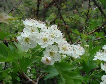 Crataegus songorica | Hawthorn | 20_Seeds