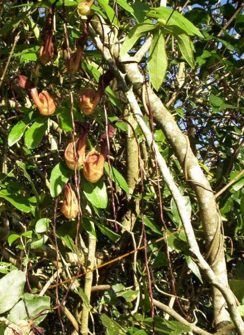 Aristolochia macroura Ortega 5_Seeds image 4