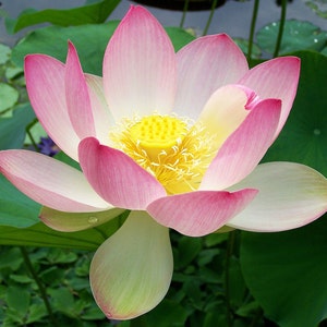 Nelumbo nucifera | Sacred Water Lotus | 5_Seeds