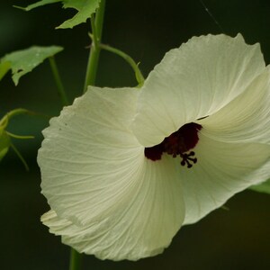 Hibiscus vitifolius Grape Leaved Mallow Tropical Fanleaf 10_Seeds image 5