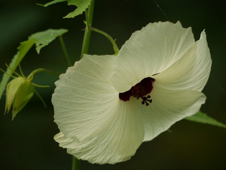 Hibiscus vitifolius Grape Leaved Mallow Tropical Fanleaf 10_Seeds image 5