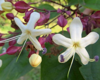 Clerodendrum trichotomum | Harlequin Glory Bower | Chance Tree | 5_Seeds