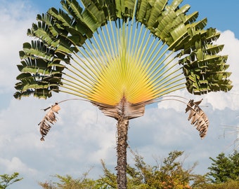 Ravenala madagascariensis |Fan Plantain|Traveler Banana|Travellers Tree| 5_Seeds