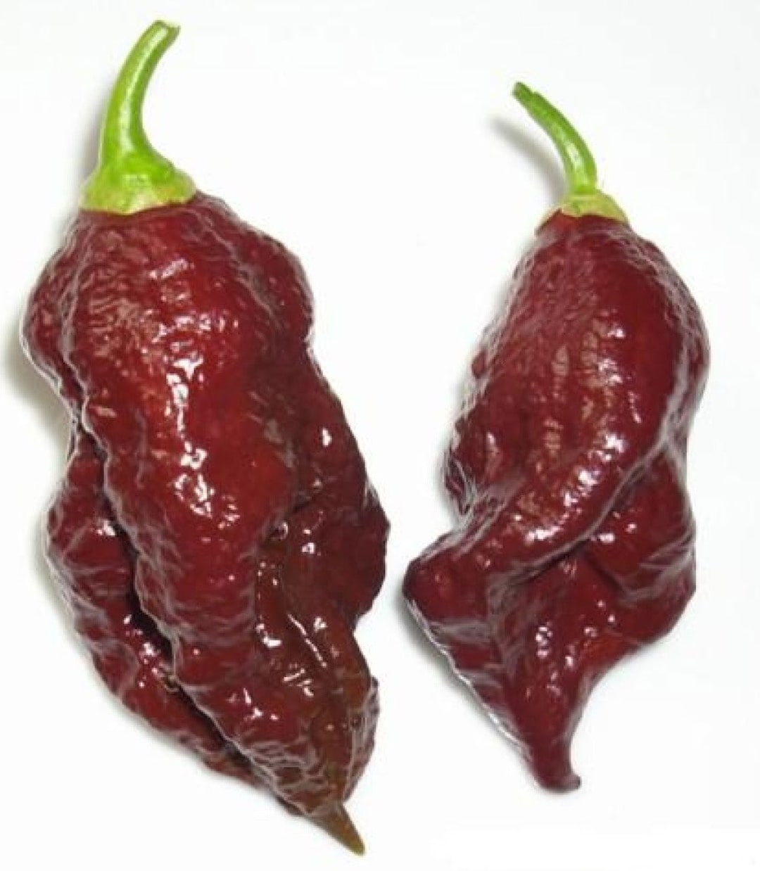 Bhut Jolokia Naga Chocolate | Ghost Chili Pepper | 20_seeds - Etsy