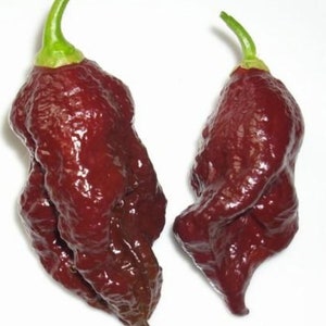 Bhut Jolokia Naga Chocolate | Ghost Chili Pepper | 20_Seeds