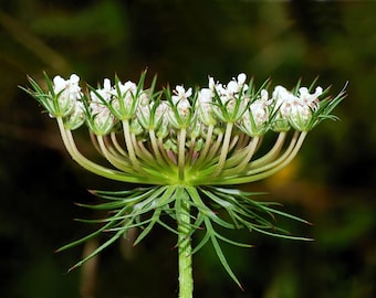 Può includere: Primo piano di un fiore di carota selvatica. Il fiore ha piccoli fiori bianchi raggruppati in una forma piatta, con brattee e steli verdi. Lo sfondo è un verde scuro sfocato.