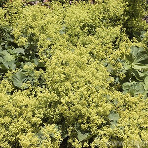 Alchemilla epipsila Dwarf Ladys Mantle 100_Seeds image 5