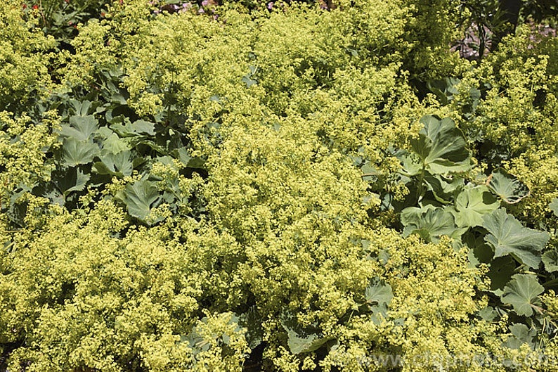 Alchemilla epipsila Dwarf Ladys Mantle 100_Seeds image 5