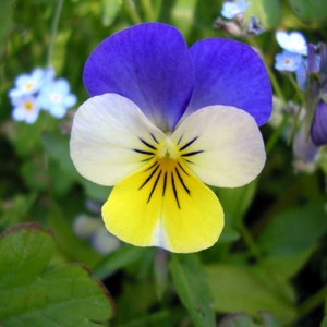 Viola tricolor Helen Mount | Johnny Jump Up | Heartsease | 200_Seeds