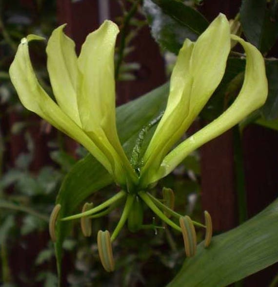 Gloriosa Lutea | Yellow Glory Lily | 20_seeds - Etsy Israel