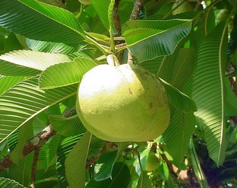 Dillenia indica / Chulta / Manzana Elefante / Árbol Hondapara / Ou Tenga / 20_Seeds