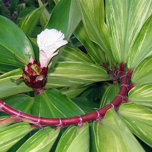 Costus speciosus Crepe Malay Ginger Canereed 20_Seeds image 3