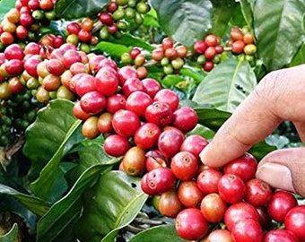 Coffea arabica Chandragiri | 5_Seeds