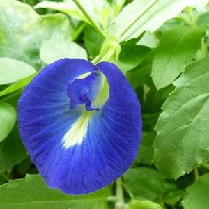 Clitoria ternatea single blue Butterfly Pea 10_seeds image 3