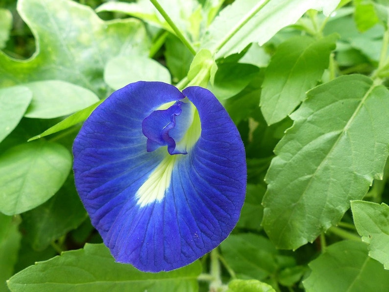 Clitoria ternatea single blue Butterfly Pea 10_seeds image 3