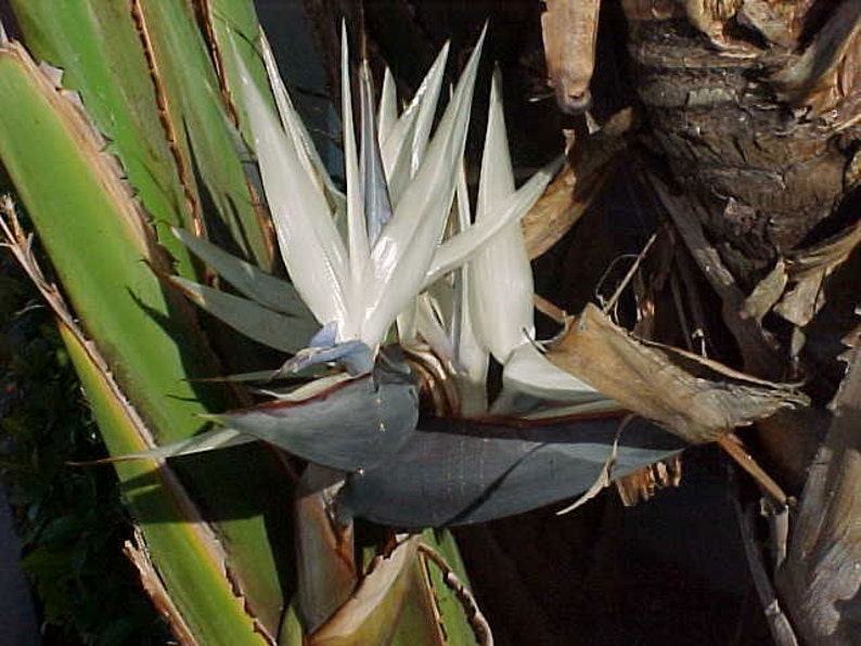 Strelitzia nicolai Giant Bird of Paradise Wild Banana 5_Seeds image 5