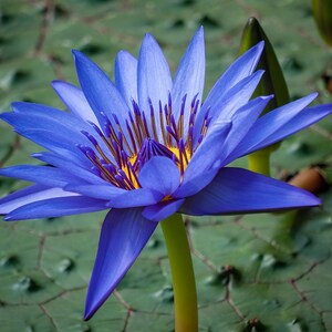 Nymphaea caerulea Blue Egyptian Lotus Sacred Water Lily 10_Seeds image 1