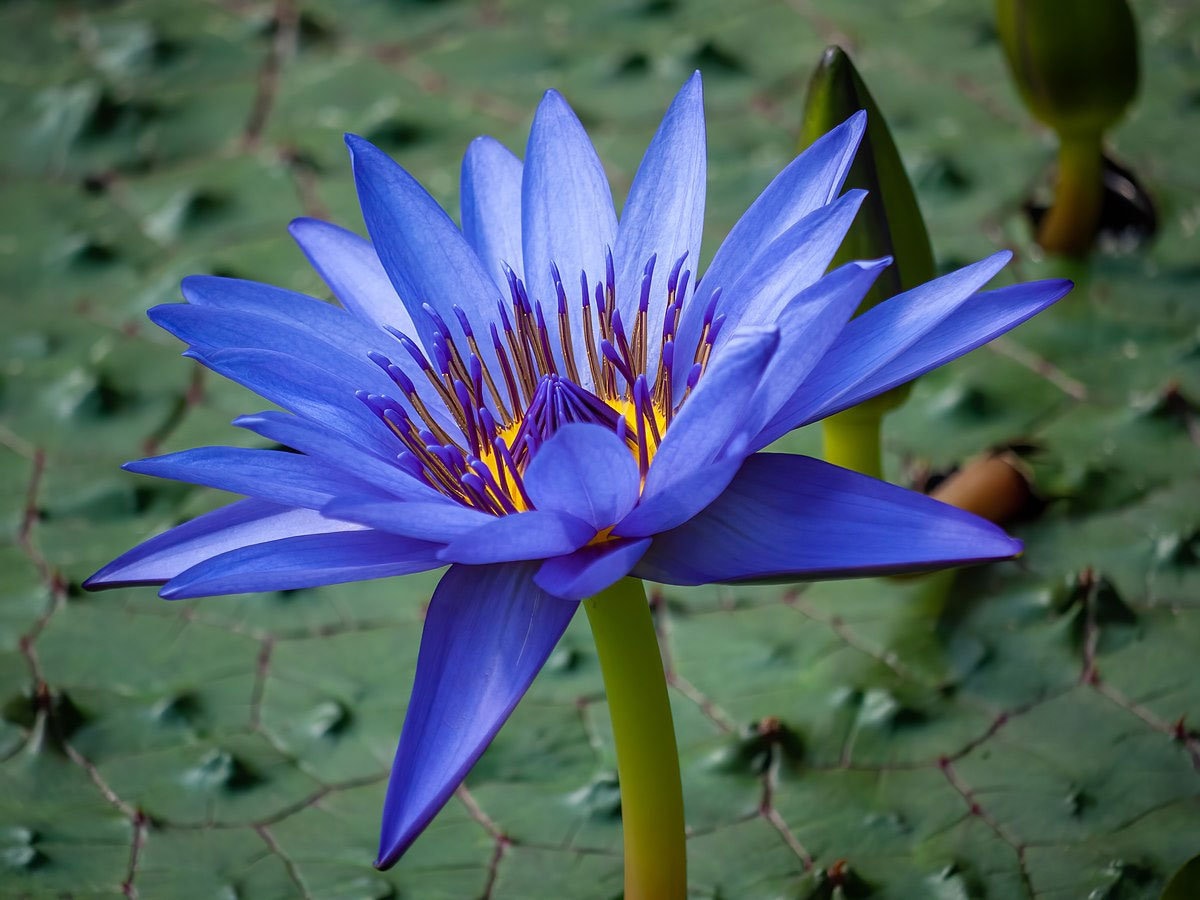 Blue Lily Flowers 