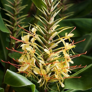 Hedychium gardnerianum | Himalayan & Kahili Ginger | Garland Lily | 10_Seeds