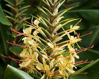 Hedychium gardnerianum | Himalayan & Kahili Ginger | Garland Lily | 10_Seeds