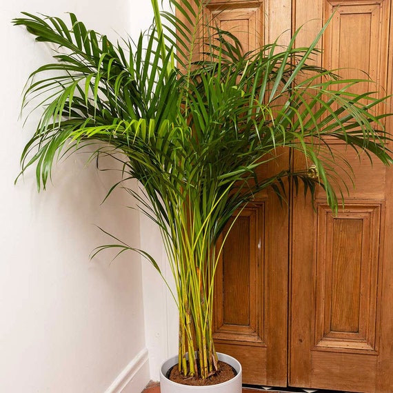 mammy croton plant Croton Mammy main image 0