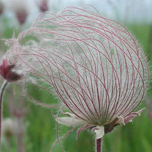 Geum triflorum | Prairie Smoke | 10_Seeds