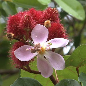 Bixa orellana Achiote Lipstick Tree Urucum Colorau 20_Seeds image 3