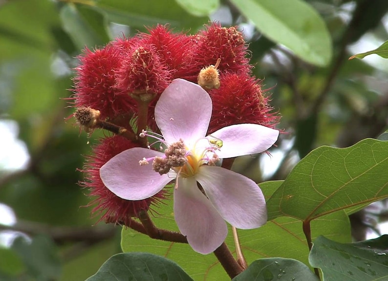 Bixa orellana Achiote Lipstick Tree Urucum Colorau 20_Seeds image 3