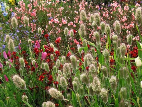 Lagurus ovatus | Bunny Tails