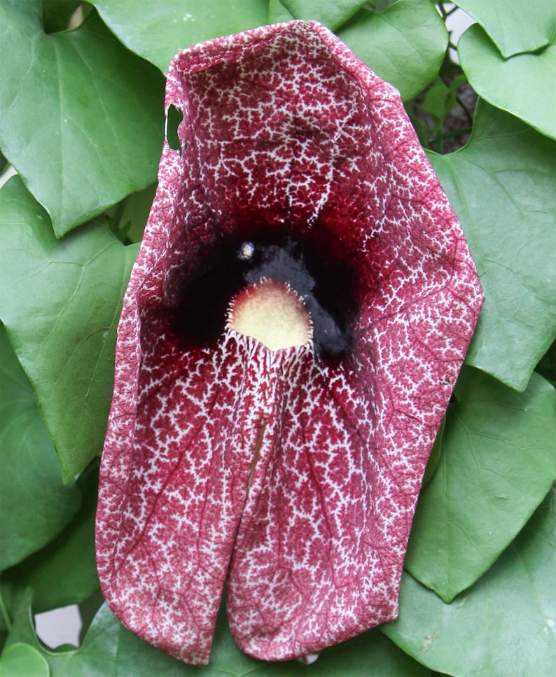 Aristolochia grandiflora | Pelican Flower | 5_Seeds