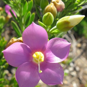 Orphium frutescens | Sea Rose | Sticky Flower | Chironia arenaria | 20_Seeds