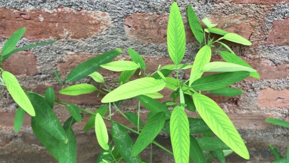 Codariocalyx Motorius | Dancing Plant | Telegraph | Semaphore | 20_seeds -  Etsy