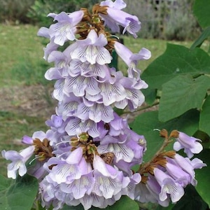 Paulownia fortunei Dragon Tree Fortunes Empress Sapphire 100_Seeds image 1