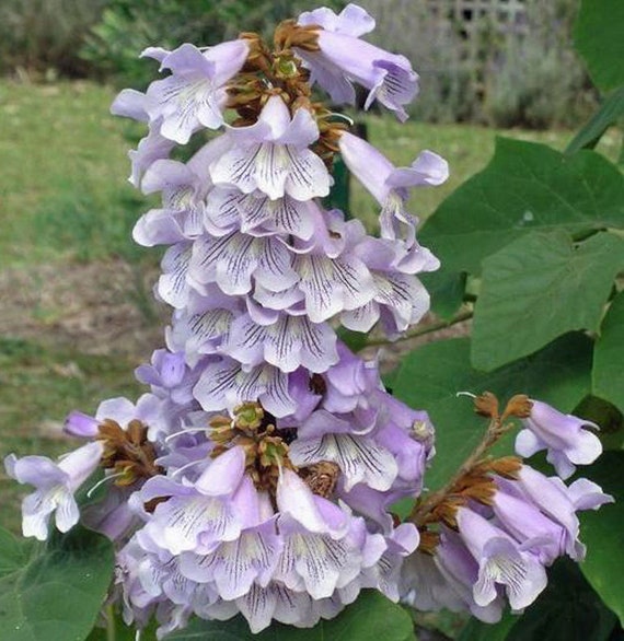 Paulownia Fortunei | Dragon Tree | Fortunes Empress | Sapphire