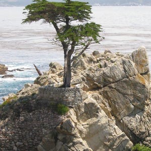 Hesperocyparis macrocarpa | Cupressus | Monterey Cypress | 10_Seeds