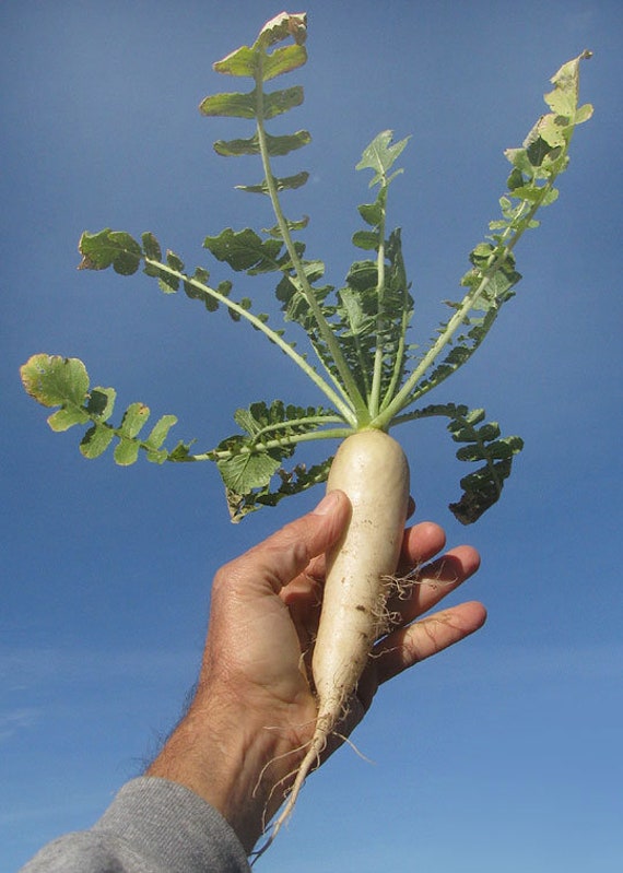 Raphanus Sativus Longipinnatus | Daikon | Oriental Radish