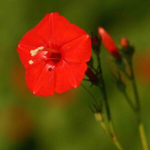 Ipomoea hederifolia | Scarlet Morning Glory | 10_Seeds