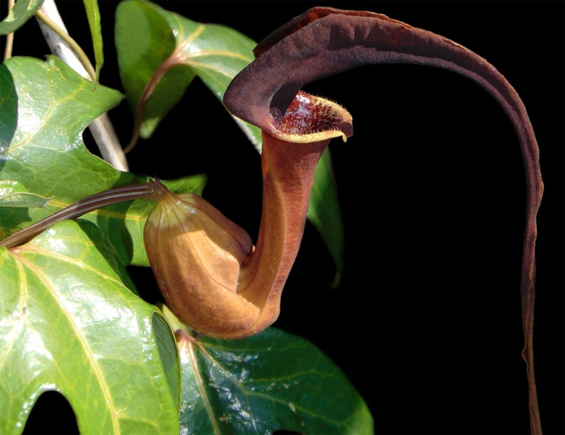 Aristolochia macroura Ortega 5_Seeds image 1