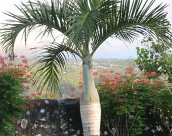 Hyophorbe verschaffeltii | Spindle Palm | 10_Seeds