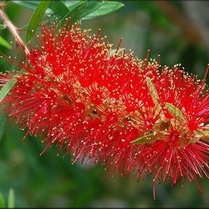 Callistemon rigidus Red Cluster Bottlebrush Tree Clemson Hardy 50_Seeds image 4