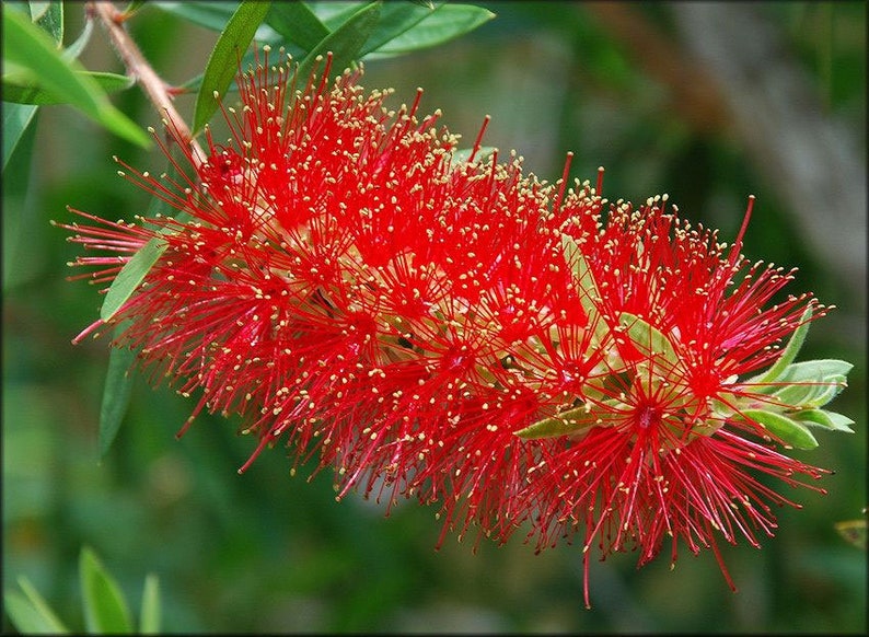 Callistemon rigidus Red Cluster Bottlebrush Tree Clemson Hardy 50_Seeds image 4