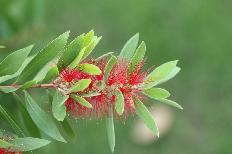 Callistemon rigidus Red Cluster Bottlebrush Tree Clemson Hardy 50_Seeds image 2