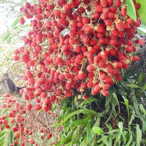 Cyrtostachys renda Red Sealing Wax & Lipstick Palm 5_Seeds image 3