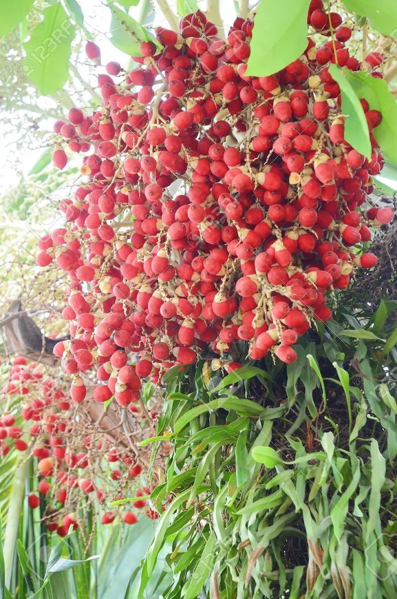 Cyrtostachys renda Red Sealing Wax & Lipstick Palm 5_Seeds image 3