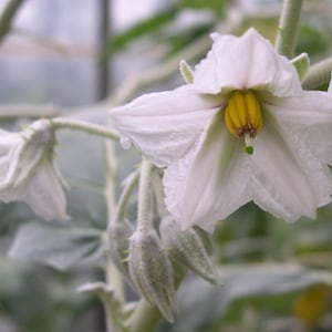 Solanum marginatum | Purple African & White Margined Nightshade | 50_Seeds