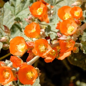 Sphaeralcea ambigua | Globe Desert Mallow | 10_Seeds