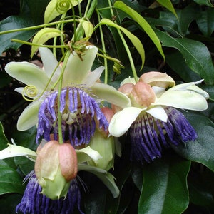 Passiflora popenovii | Granadilla de Quijos | 5_Seeds