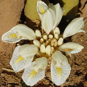 Peut inclure: Gros plan sur une fleur blanche avec des pétales délicats et veinés et un centre jaune. La fleur est entourée d'un groupe de petits bourgeons blanc cassé. Le fond est un mélange de terre brune et de tiges vertes.